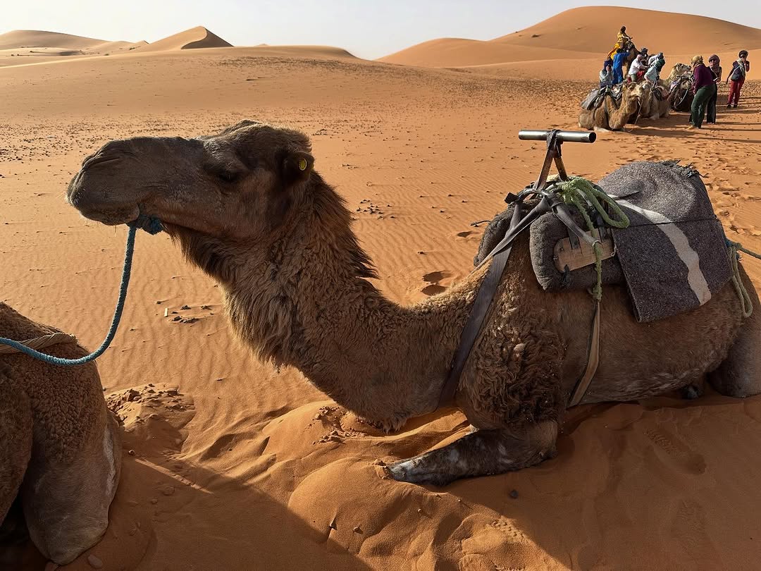 Shared Fes to Marrakech Desert Tour 4 Days - Image 5